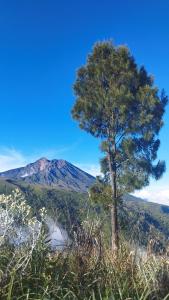 a tree on a hill with a mountain in the background at Hide and Seek in Tetebatu