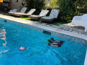 un pato de goma flotando en una piscina en Ria Studios, en Olhão