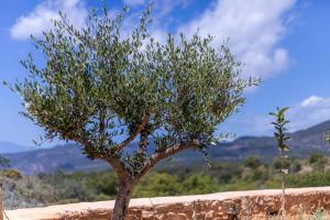 a small tree in front of a wall at Lakkos Villas in Kardamili