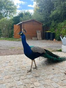 Ein Pfau steht auf einem Ziegelstein in der Unterkunft Logis de Bois Vert in Bressuire