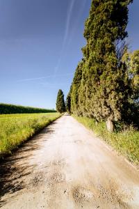 un camino de tierra con árboles a sus lados en Agriturismo Bio San Mamiliano, en Grosseto