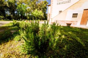 un arbusto en el césped frente a un edificio en Agriturismo Bio San Mamiliano, en Grosseto