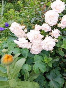 Un mucchio di rose rosa in un giardino di A place to be - Ruhelage mit gratis Parkplatz a Graz