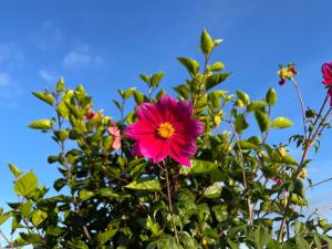 eine rosa Blume auf einem Busch mit dem Himmel im Hintergrund in der Unterkunft Homely Cottage Near Lake Naivasha, Elwai Visitor Centre in Heni Village