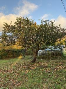 un árbol en medio de un campo en Maes Y Neuadd, en Talsarnau