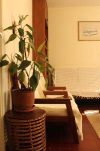 une plante en pot assise sur une table dans une pièce dans l'établissement Terrazza House Old Town Herceg Novi, à Herceg-Novi