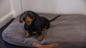 un chien noir et brun assis sur un banc dans l'établissement Crackers, à Coffs Harbour