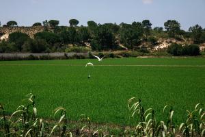 Ein Weißer fliegt über ein grünes Feld in der Unterkunft Herdade de Montalvo - Comporta in Comporta