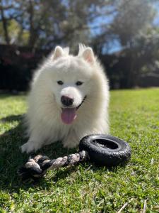 a white dog with a toy in the grass at Rubys Retreat, 44 Achilles Street - pet friendly, aircon, wifi & boat parking in Shoal Bay