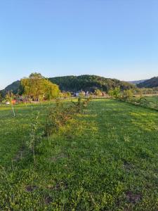 een grasveld met bomen in de verte bij Casa Boila in Bîrsana