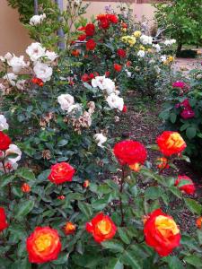 Un mucchio di rose rosse e bianche in un giardino di Rozmaring Vendégház a Szeged