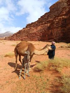 a man standing next to a camel in the desert at Wadi rum view camp in Wadi Rum