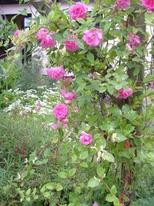 a bush of pink roses in a garden at Holly Cottages in Bowness-on-Windermere