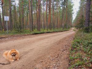 KorjuseにあるMiami-Jungle Glämpingの犬が未舗装の道に座っている