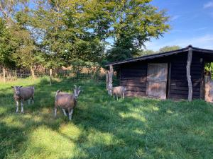 trois animaux debout dans l'herbe à côté d'une cabine dans l'établissement Logeren bij De Soerensesteeg, à Uddel