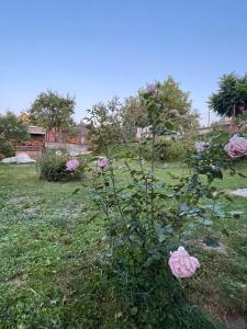 un arbusto de rosas rosas en un patio en Apartmány Kašper, en Levoča