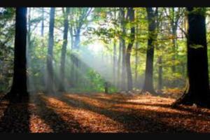 a foggy forest with trees and leaves on the ground at Large cosy flat in Southbourne near beaches in Bournemouth