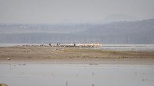 a herd of animals standing on a beach at Taphe Resort Naivasha in Naivasha