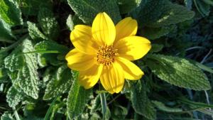 une fleur jaune sur une plante à feuilles vertes dans l'établissement BLUE SKY Amantani Lodge, à Ocosuyo