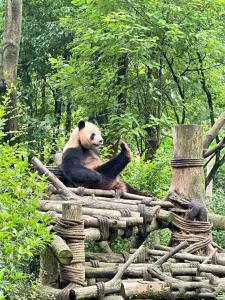 飯店或附近的動物