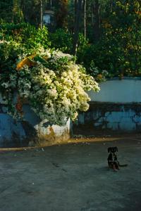 two small dogs sitting next to a wall with flowers at Saaranga homestay in Avathi