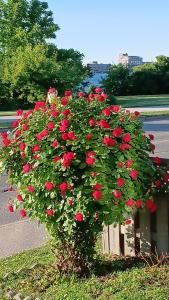 un cespuglio di rose rosse sul ciglio di una strada di WaterfrontHome-RiverView, Windsor ,Canada a Windsor