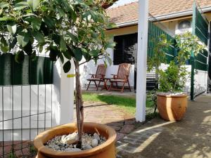 two potted trees in a pot on a patio at Apartman TESLA 29 in Veternik