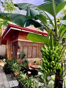 Kebun di luar Ocean Breeze Inn