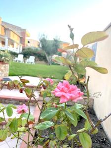 una rosa está creciendo en un jardín en Rosa's House - zona ospedaliera, en Cagliari