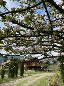 un albero con fiori rosa di fronte a una casa di Садиба Карпат a Verkhovyna