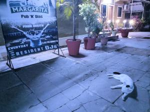 a cat laying on the ground next to a sign at Colva beach Xaviers Guest House in Colva