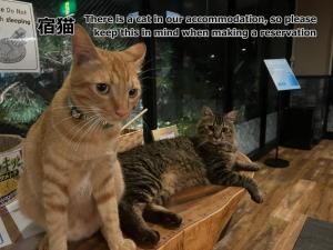 dois gatos sentados um ao lado do outro num banco em Yufuin Akarinoyado em Yufu