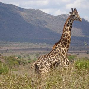 Animales en el hotel o alrededores