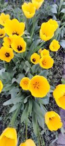 eine Gruppe gelber Blumen in einem Garten in der Unterkunft Kooglof Maison in Ostwald