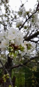 Ein Haufen weißer Blumen auf einem Baum in der Unterkunft Kooglof Maison in Ostwald