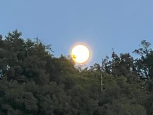 a sun setting over the tops of trees at 一日限定一組の宿なんでもん in Naoshima