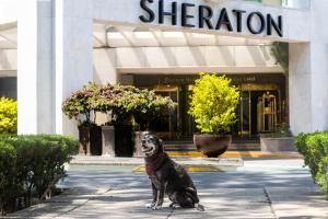 Thú nuôi lưu trú tại Sheraton Mexico City Maria Isabel