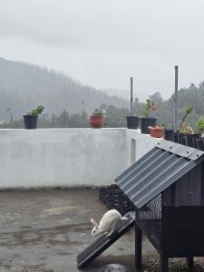 un oiseau assis au-dessus d'un banc dans l'établissement Hestia Chalet 3BHK Villa, à Ooty