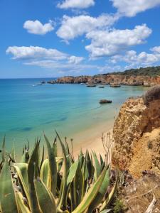 uma vista para uma praia com um cacto em O WOW sunset beach and cliffs view em Portimão