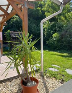 a plant in a pot sitting under a pergola at Panni Vendégház in Egerszalók