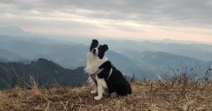 Ein Hund sitzt auf einem Hügel und blickt auf die Berge. in der Unterkunft Breeze & Alley Inn---Provide journey planning and ticket bookìng services in Zhangjiajie