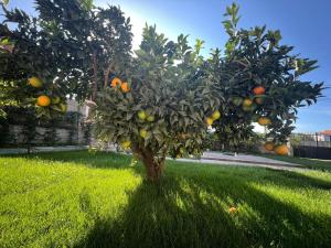 un oranger dans l'herbe d'une cour dans l'établissement SARVI Apartments, à Durrës