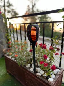 a flower garden with an orange comb in a planter at Ortus - Murree Hills in Murree