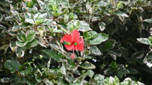 สวนหย่อมนอก O Logis du Morne Jacob "COCO", Le Morne-Rouge Martinique