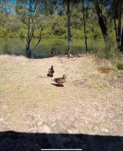 zwei Enten auf dem Gras in der Nähe eines Sees in der Unterkunft Guesthouse in W Gosford Centre in Gosford