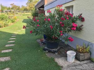 A garden outside Privates Apartment im Grünen