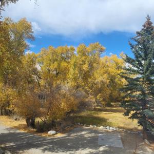 einen Park mit Bäumen und einer unbefestigten Straße in der Unterkunft BuffaloPeaks Lodge in Buena Vista