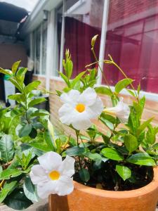 eine Topfpflanze mit weißen Blumen im Fenster in der Unterkunft Habitaciones tranquilas en Usaquen Norte Bogota in Bogotá