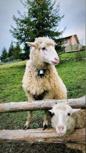 dos ovejas de pie junto a una valla de madera en Над фермою, en Nizhne-Studënyy