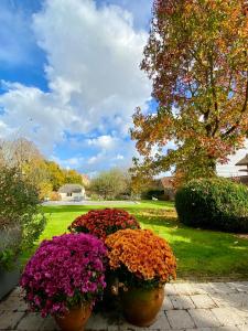 a group of flowers in pots in a yard at B&B Aline Florentine in Kortenberg